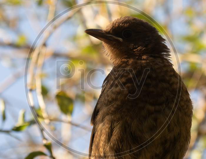 Young Female Blackbird, Turdus Merula, Perched On Edge Of Fence With Blurred Foliage Background