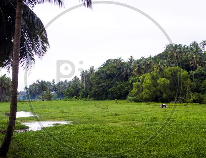 Typical Goan Landscape in Monsoon