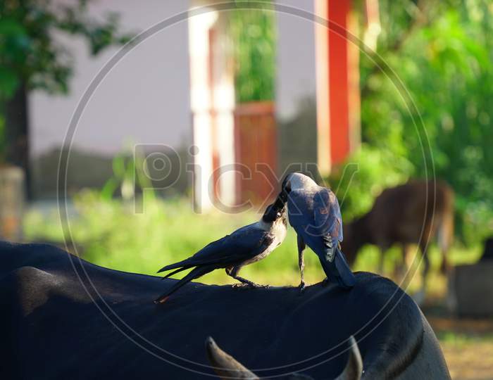 Two Crows Standing On A Black Cow. Close Up Pair Black And Grey Birds From Crow Family. Two Hooded Crows Are Fighting On The Summer Lawn. Life Of City Birds, Allegory Of A Family Quarrel