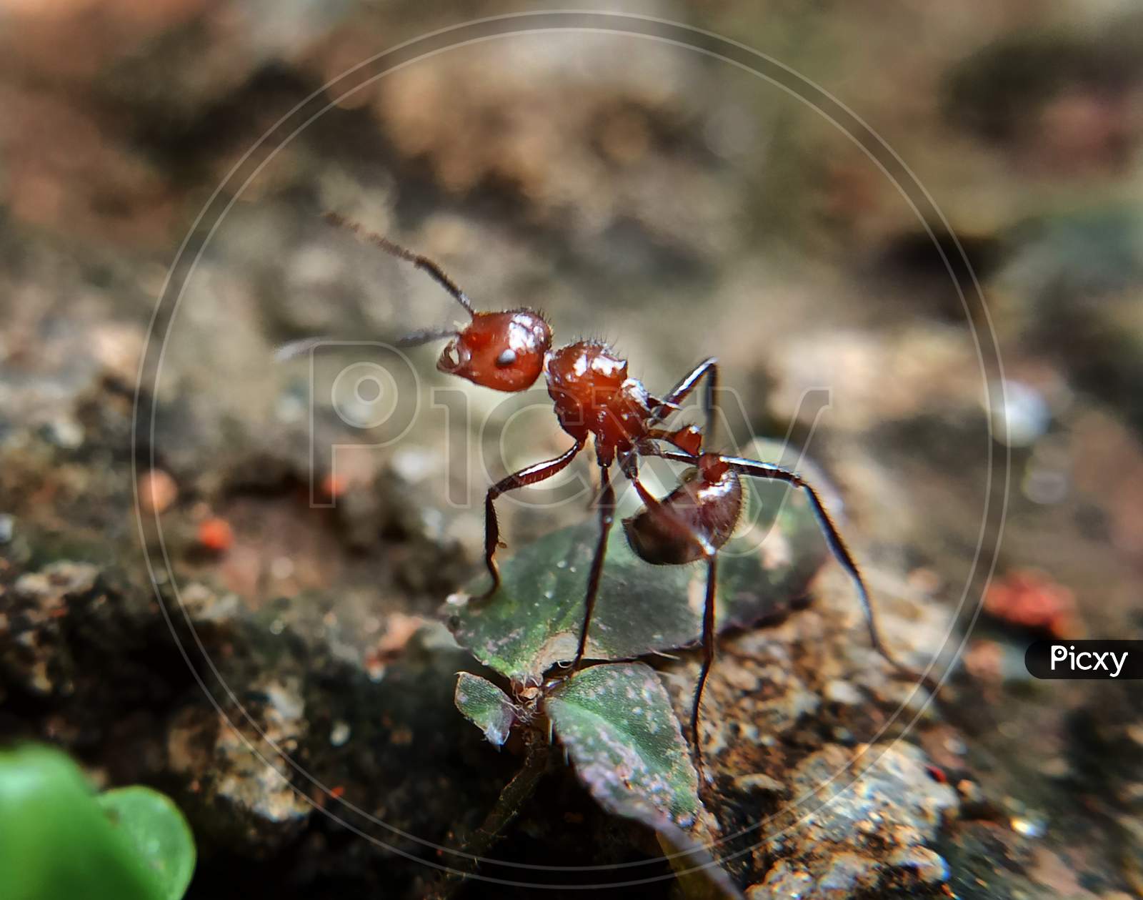 Ant photography