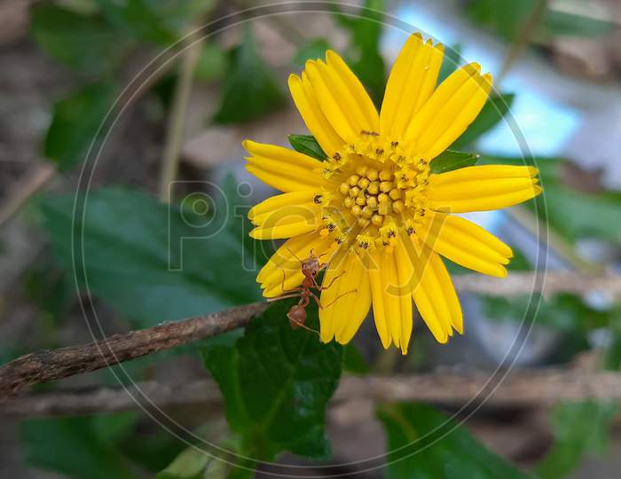 yellow wild flower in forest
