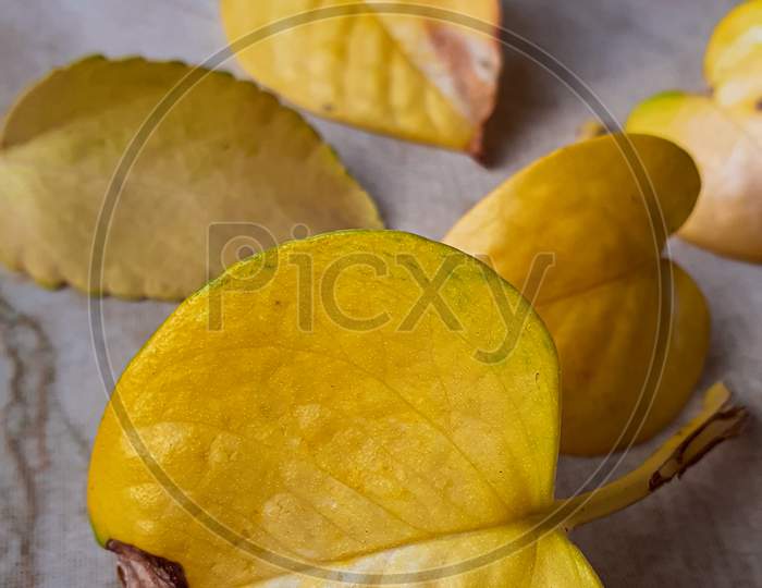 Autumn shredding money plant yellow leaves isolated on marble. Autumn season