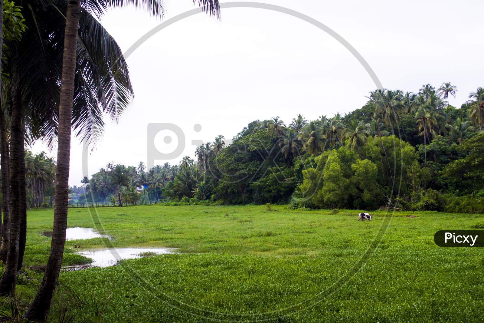 Typical Goan Landscape in Monsoon