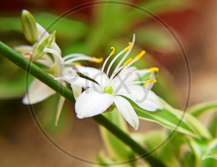 Close-up flower shot