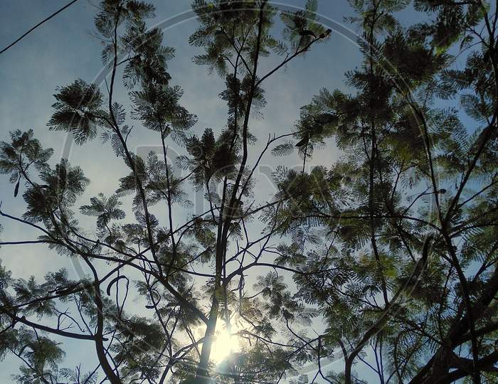 Sun visible through branches and leafs of tree.