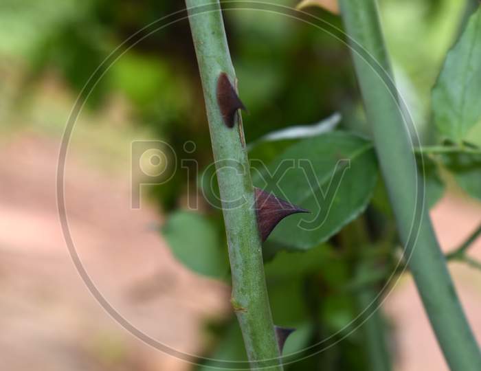 Stem of rose plant with dark spine