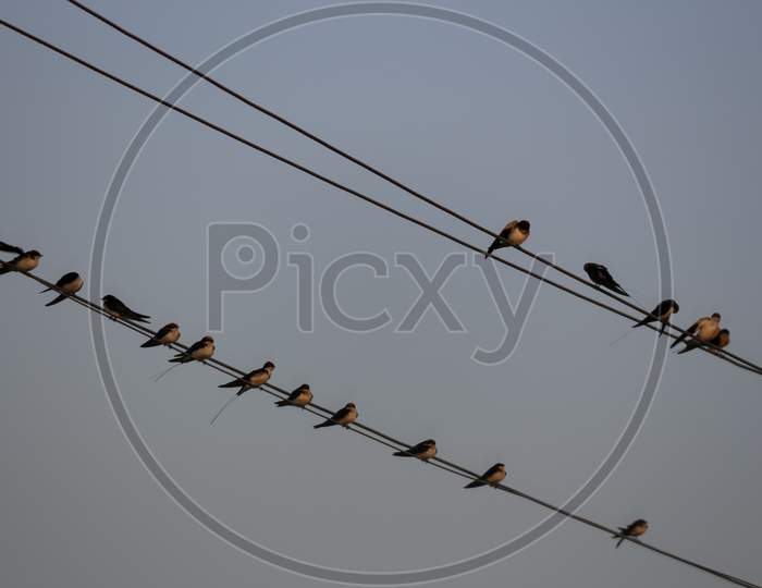 a flock of birds sitting on the electric wires