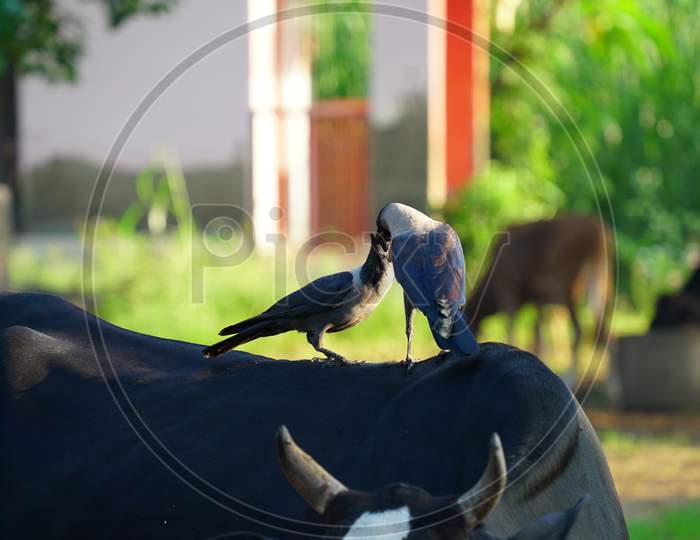 Two Crows Standing On A Black Cow. Close Up Pair Black And Grey Birds From Crow Family. Two Hooded Crows Are Fighting On The Summer Lawn. Life Of City Birds, Allegory Of A Family Quarrel