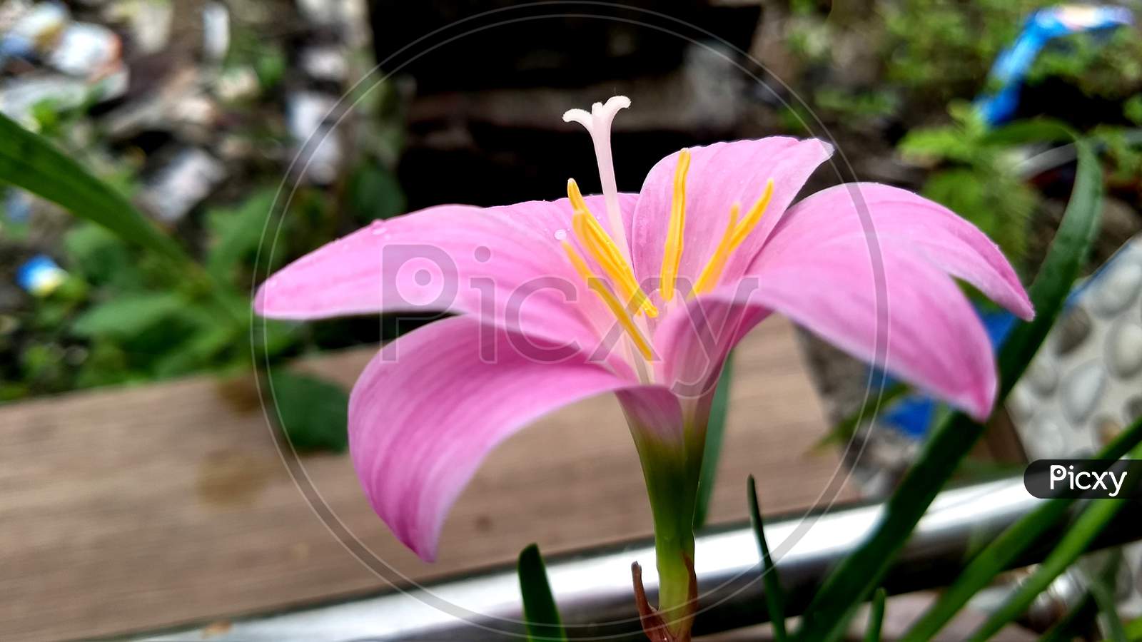 Pink rain lily flower