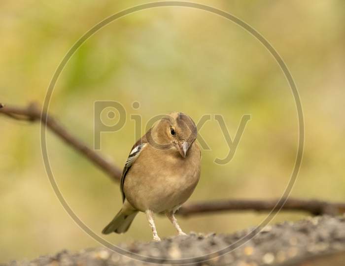 Female Chaffinch, Fringilla Coelebs, Perched On Tray Of Black Sunflower Seeds
