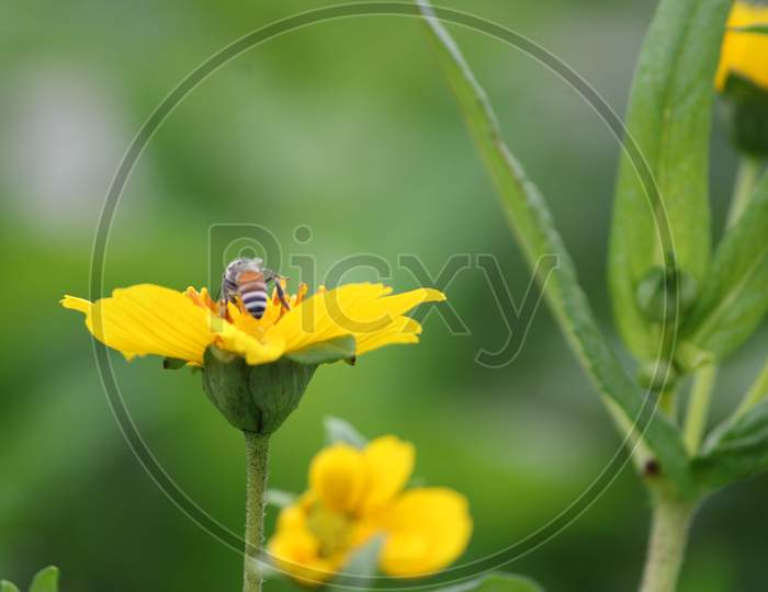 Ramtil flower - Guizotia abyssinica