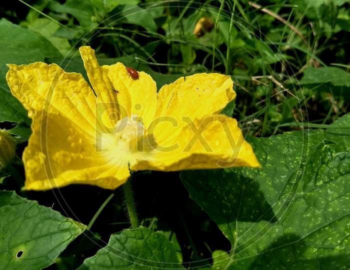 Vegetable plant flower