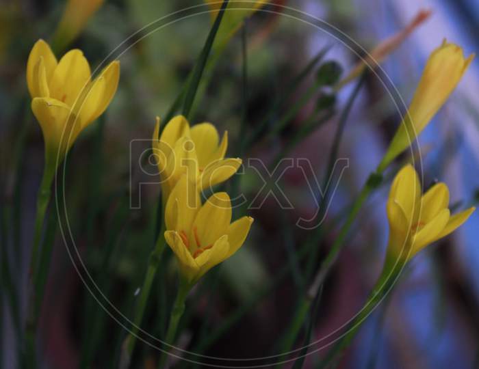 Flower- Zephyranthes Citrina