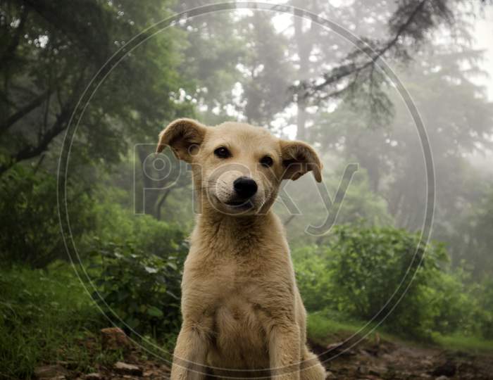 dog posing in a misty forest
