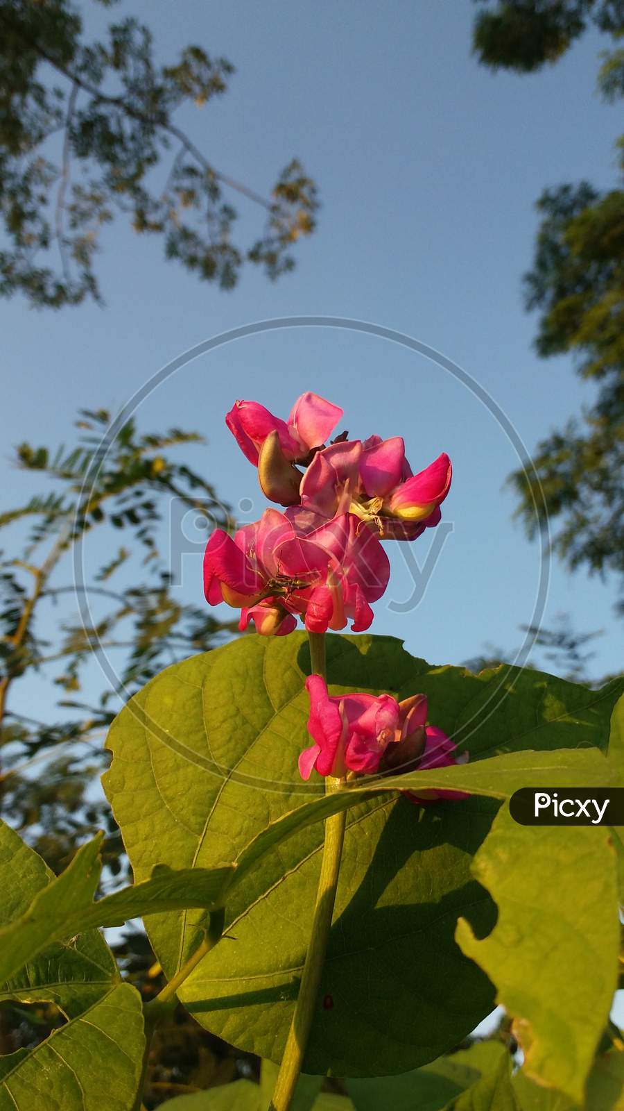Flowers mobile photography ideas