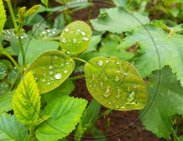 Drop of water on leaf