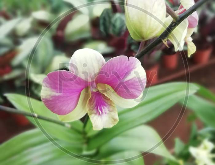 Orchid flowers in Multiple colors