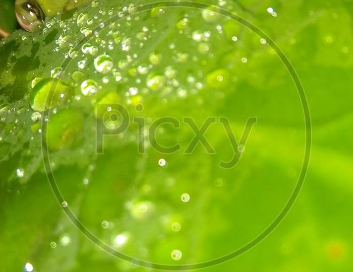 Water Droplets on Leaves and greenery