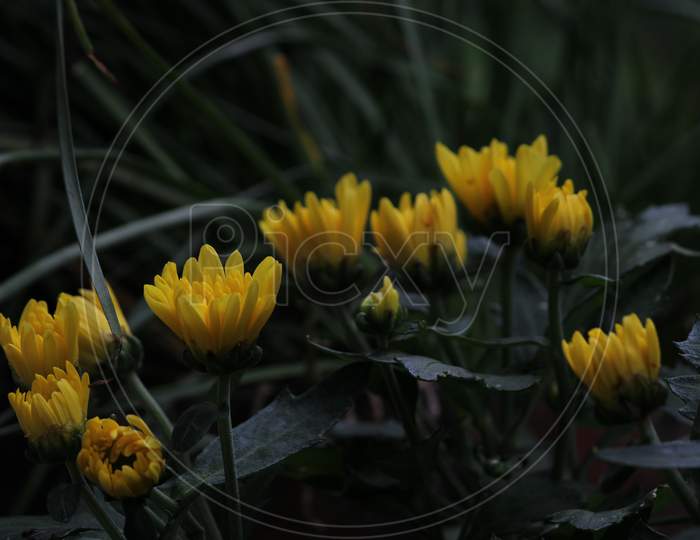 Yellow Shewanti flower -Chrysanthemums