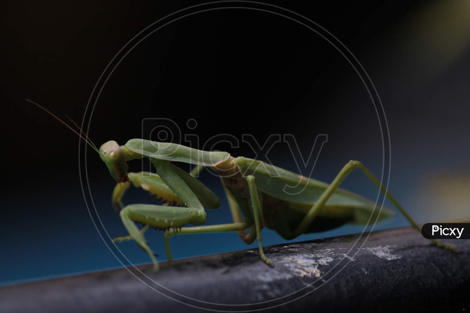 Macro of Grasshopper.