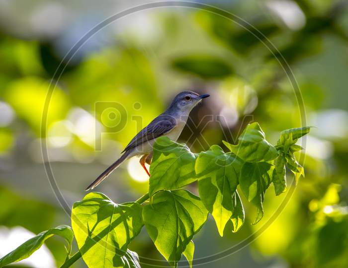 Indian Silver bill, bird on tree