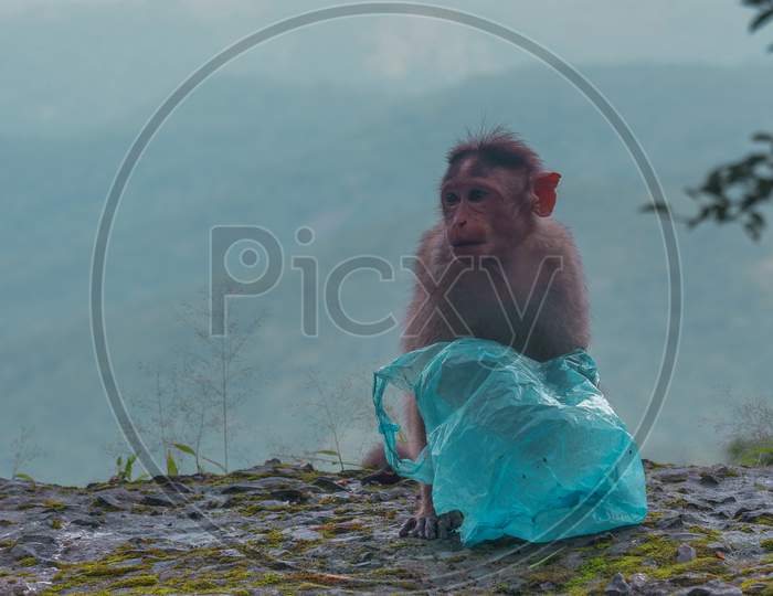 Monkey with plastic bag