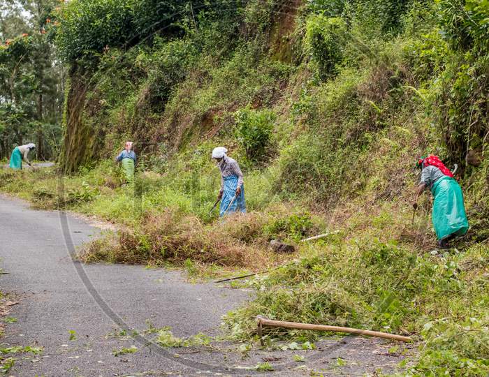 Meppadi,Kerala / India - Oct 06 2020 :- Mgnrega (Mahatma Gandhi National Rural Employment Guarantee Act) Woman Workers Cleaning The Road On The Way To Chembra Peak, Cutting Grass.