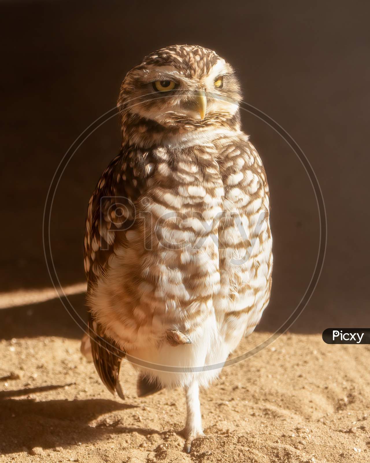 Cute Burrowing Owl (Athene Cunicularia) On A Sandy Background. Adorable Small Bird Of Prey