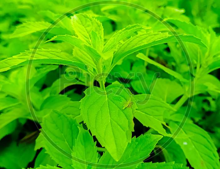 Leaves of peppermint, mint with green background.