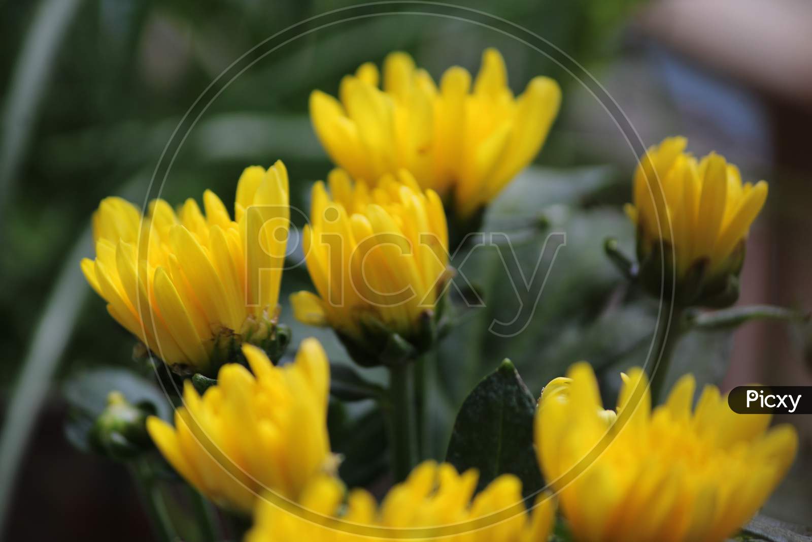 Yellow Shewanti flower -Chrysanthemums