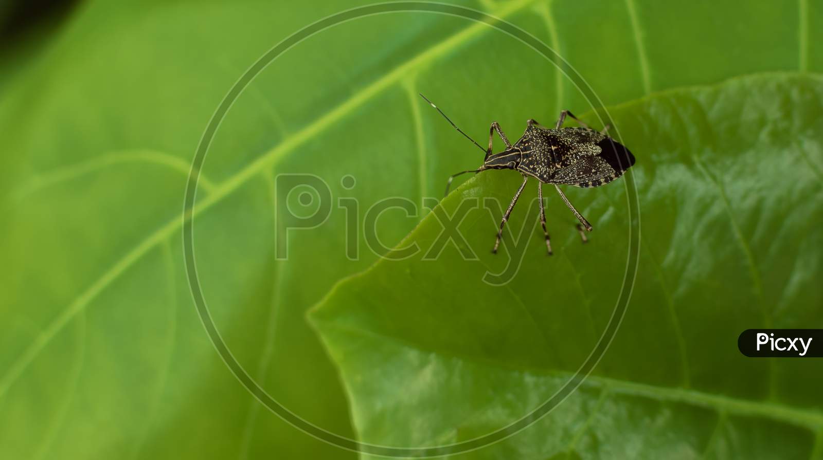 A Brown Marmorated Stink Bug (Halyomorpha halys)