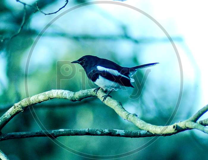 The indian magpie-robin