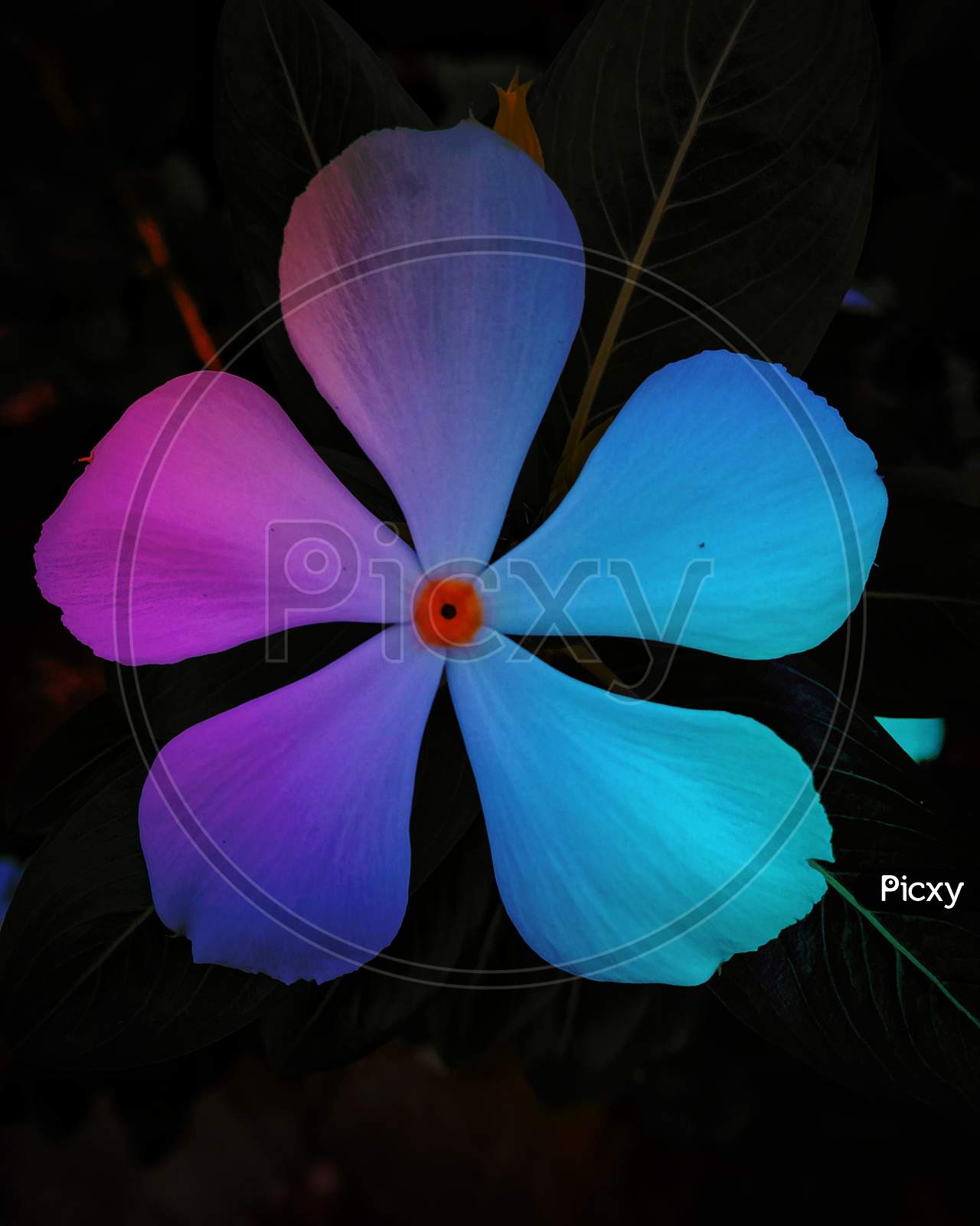 Colourful flower, creative photography