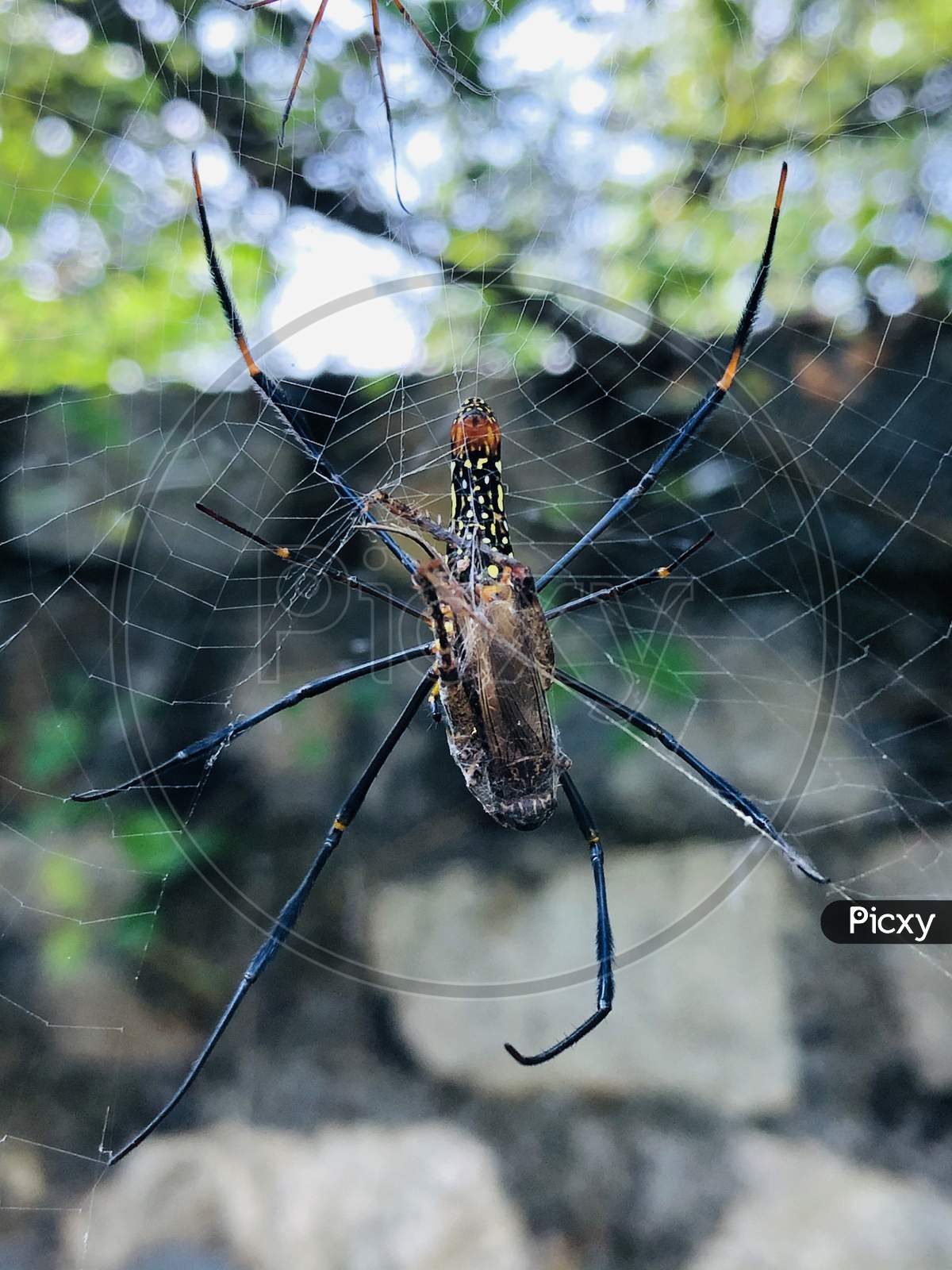Golden silk orb-weaver Spider