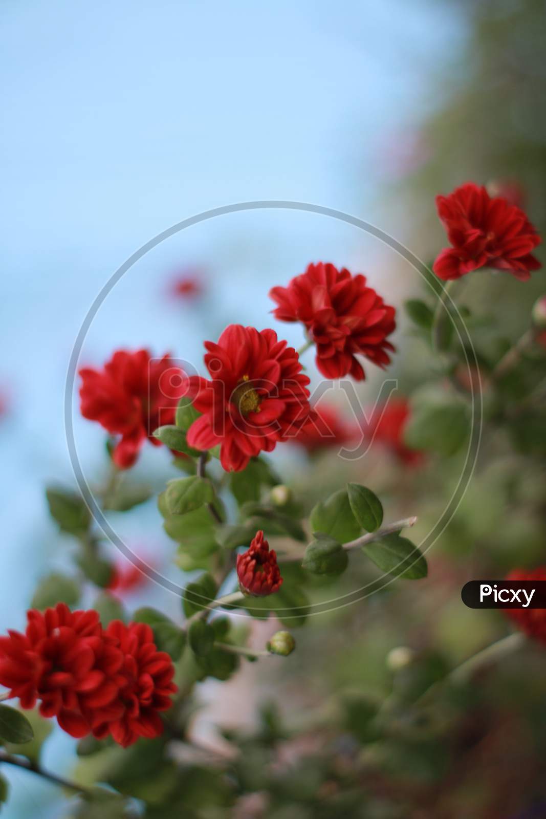 Red Chrysanthemums - Red Shewanti flower