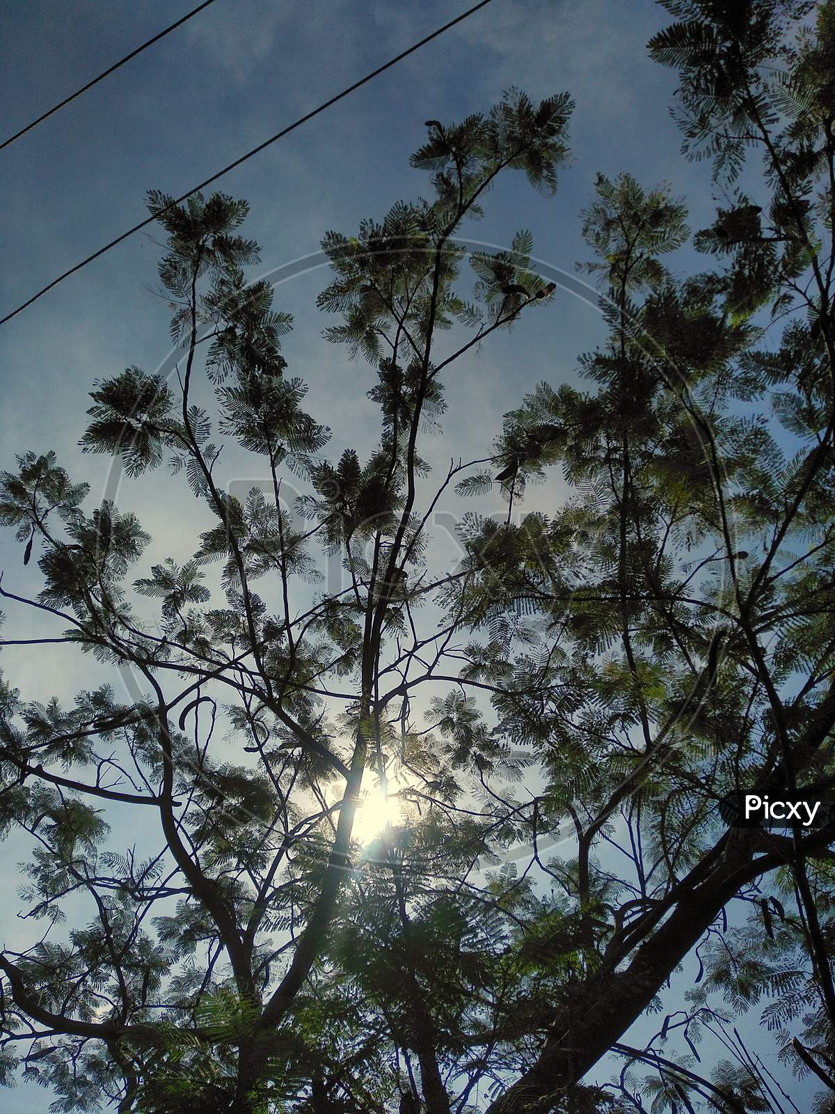 Sun visible through branches and leafs of tree.