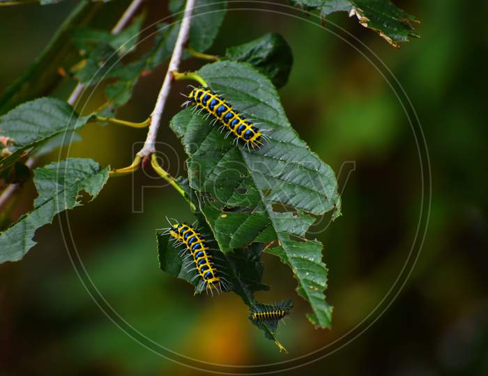 Caterpillar insects
