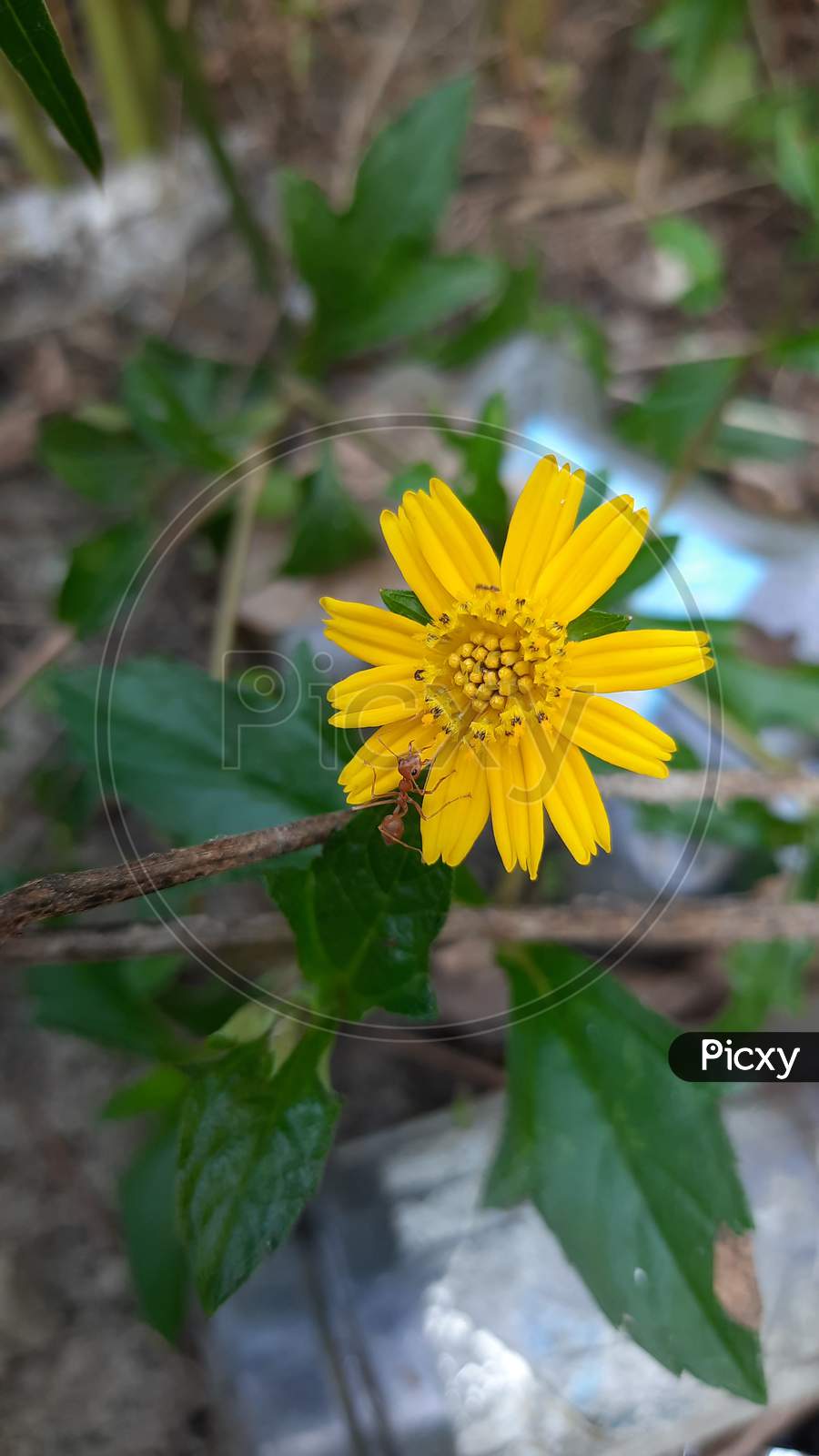 yellow wild flower in forest