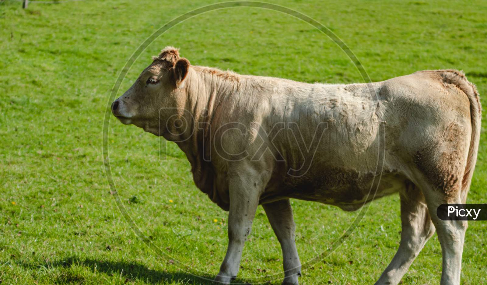 cow profile
