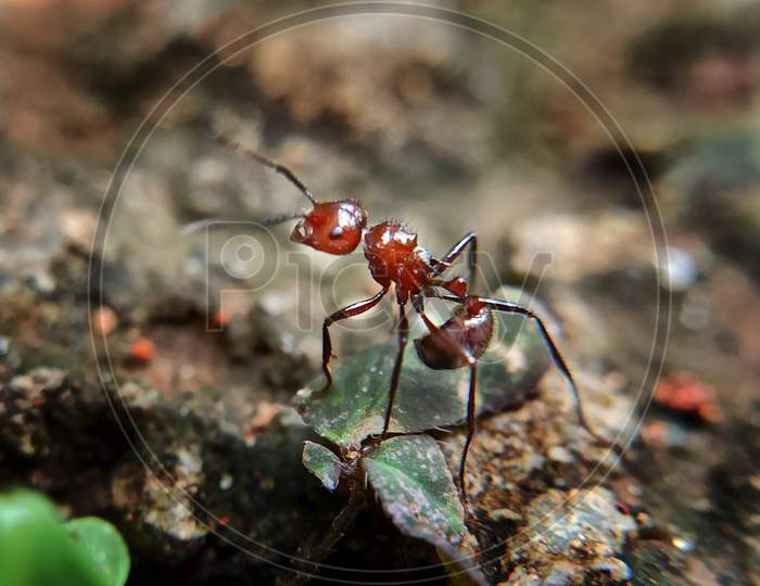 Ant photography