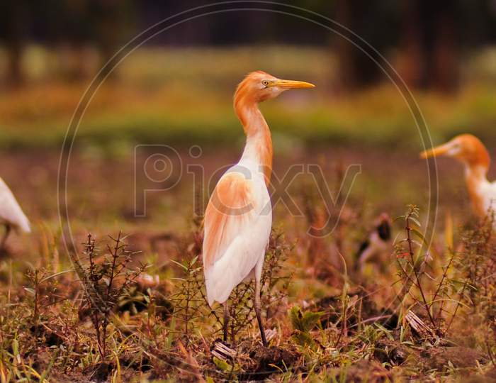 The cattle-egret
