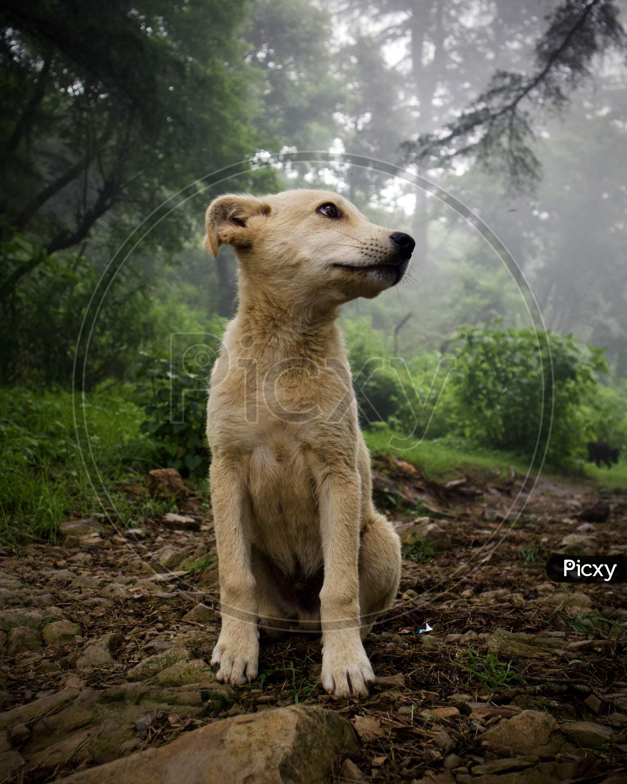 dog posing in a misty forest