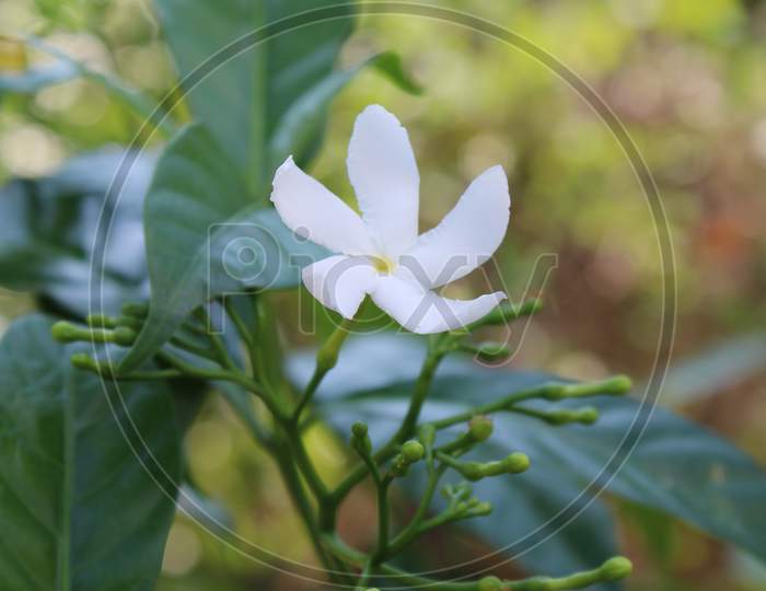 Crepe jasmine or pinwheel flower stock photo