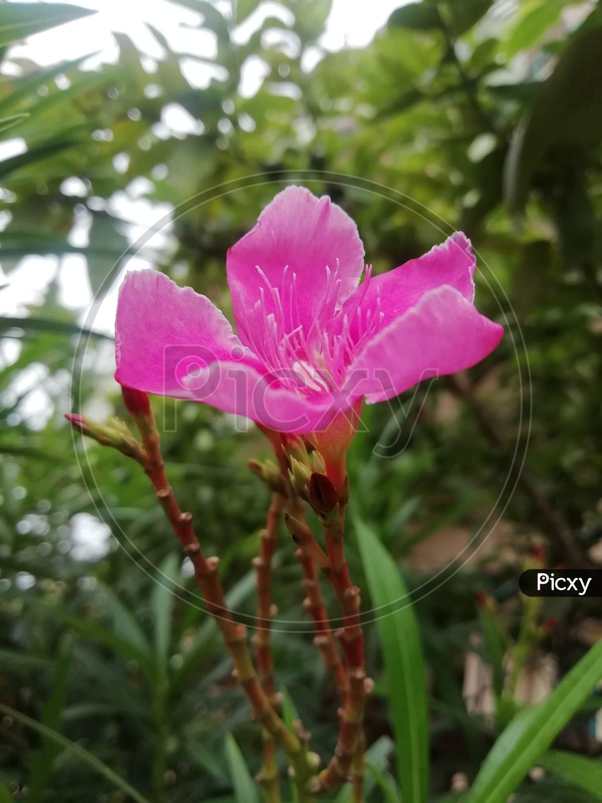 Close of view of a beautiful pink flower