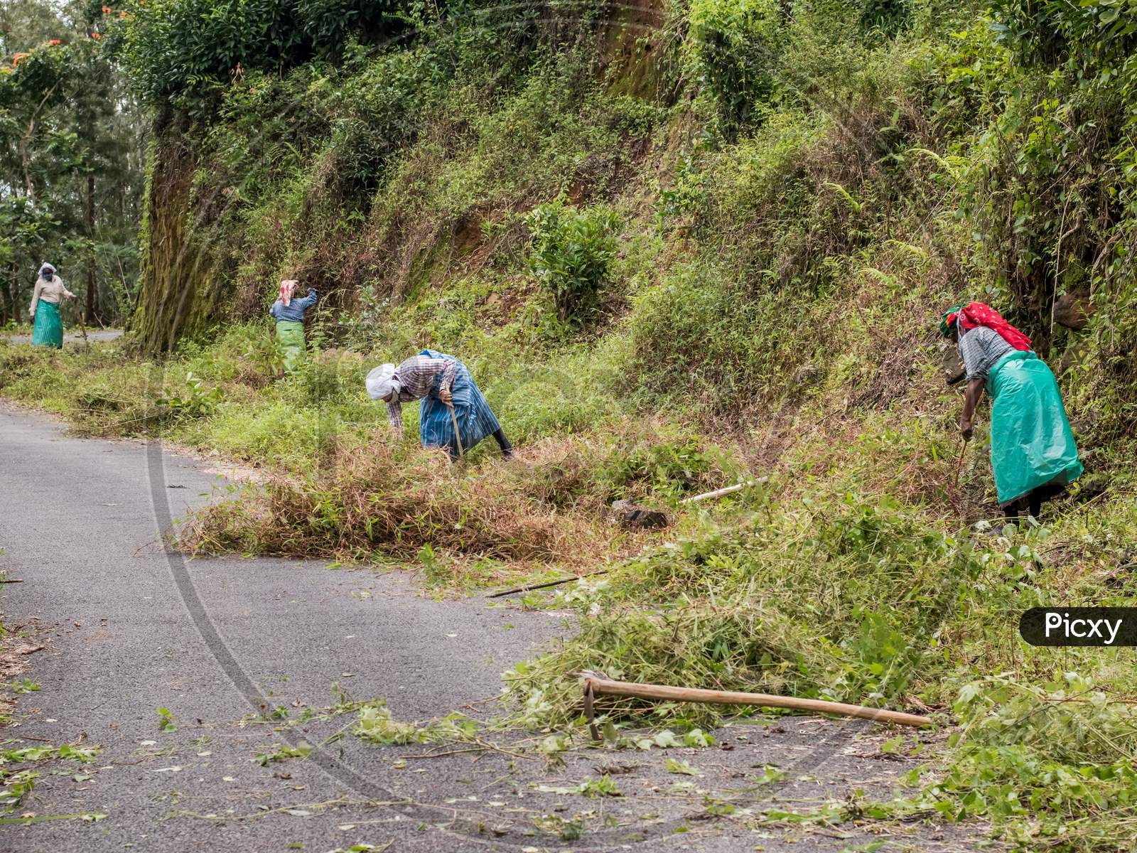 Meppadi,Kerala / India - Oct 06 2020 :- Mgnrega (Mahatma Gandhi National Rural Employment Guarantee Act) Woman Workers Cleaning The Road On The Way To Chembra Peak, Cutting Grass.