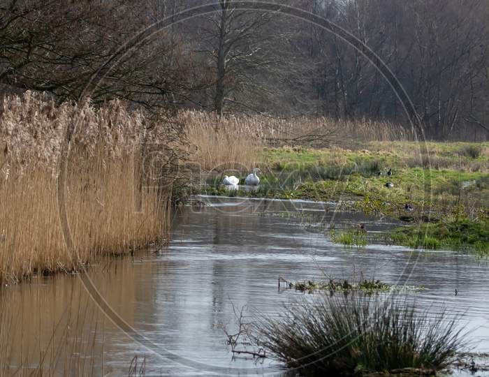 Pair Of Mute Swan, Cygnus Olor, Together On Winding River In Rural England, UK
