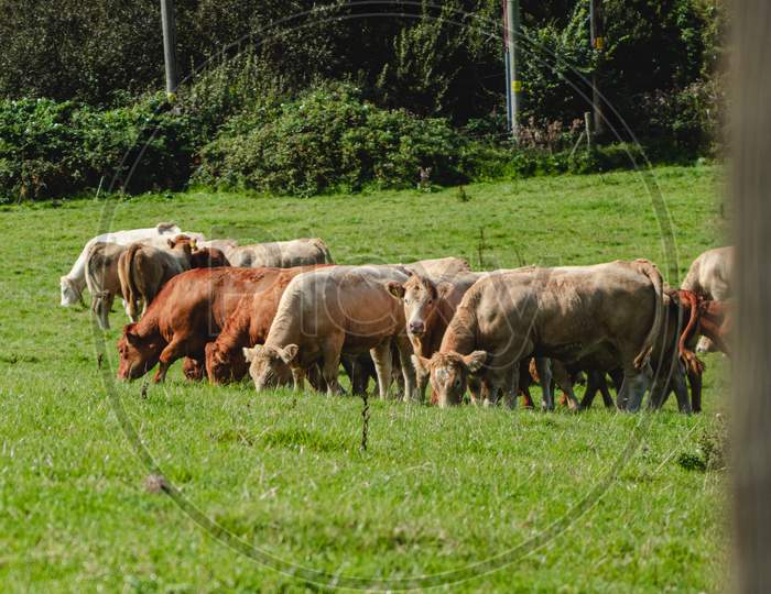 cattle grazing in field