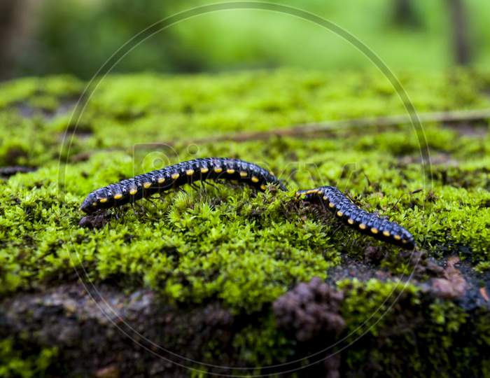 Beautiful Caterpillars Feeding on Monsoon Algae