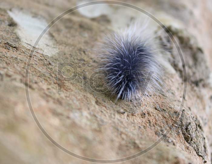 Nature caterpillar
