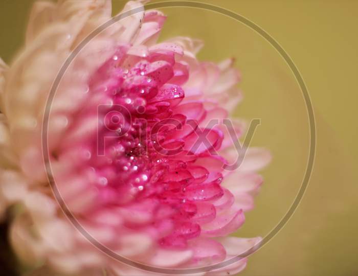 White pink flower